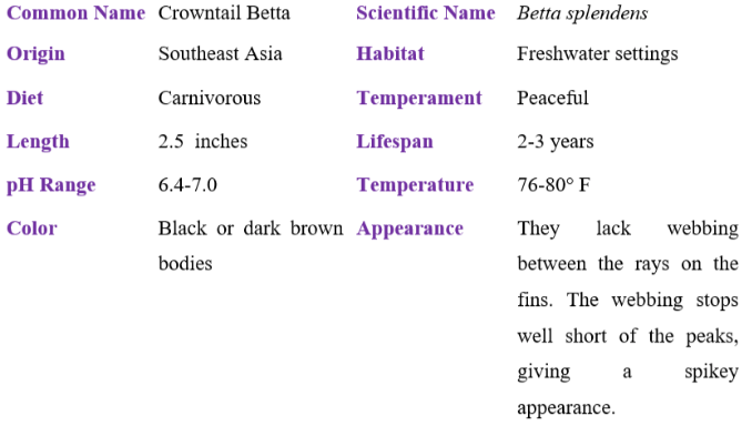 crowntail betta table