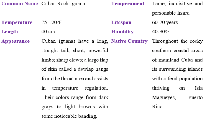 cuban rock iguana table