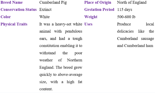 cumberland pig table