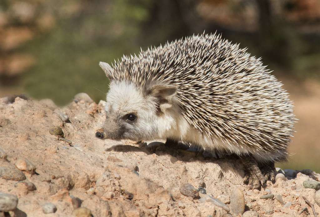 desert hedgehog