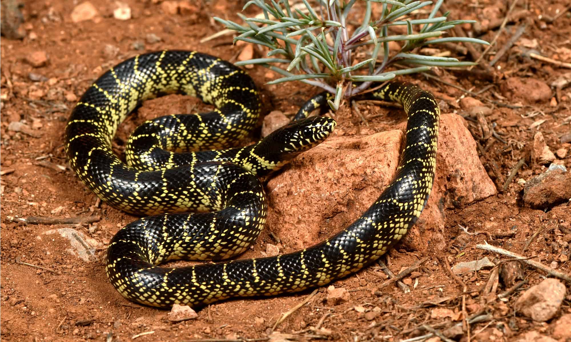 desert-kingsnake-