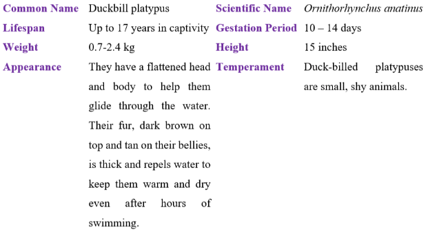 duckbill platypus table