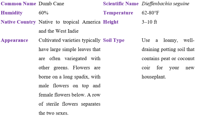 dumb cane table