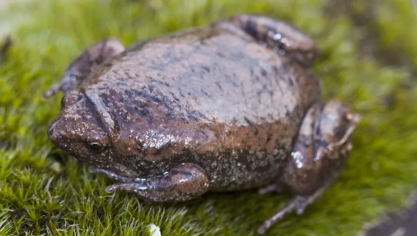 eastern-narrowmouth-toad