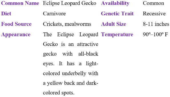eclipse leopard gecko table