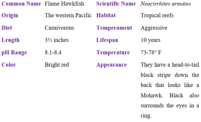 flame hawkfish table