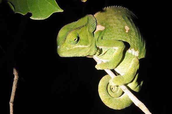 flap-neck-chameleon