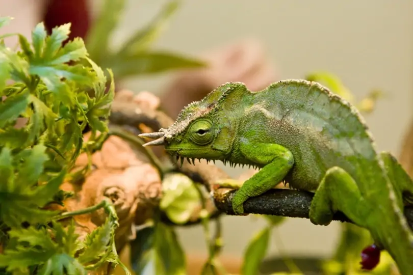 four-horned-chameleon