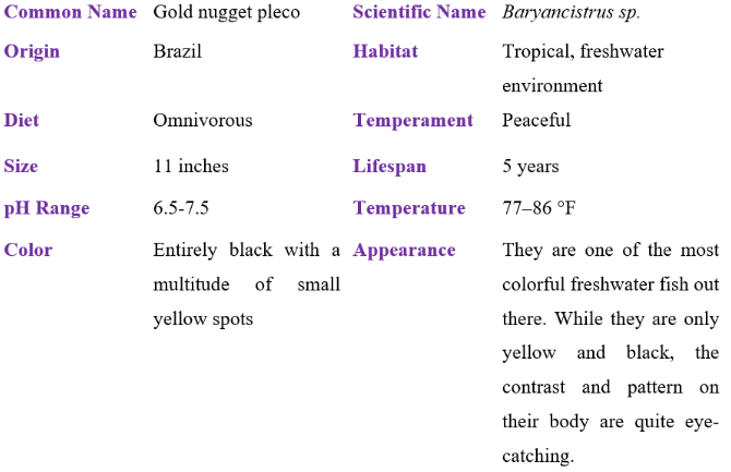 gold nugget pleco table