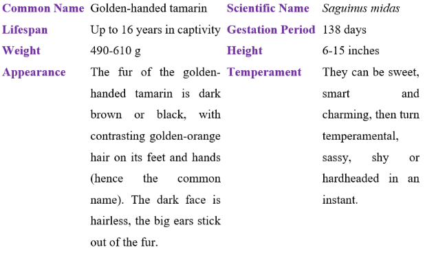 golden-handed tamarin table