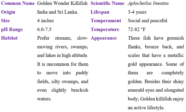 golden wonder killifish table