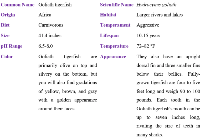 goliath tigerfish table