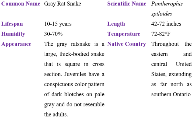 gray rat snake table
