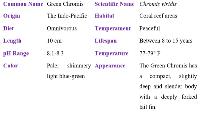 green chromis table
