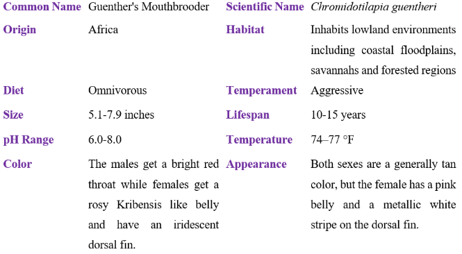 guenther's mouthbrooder table