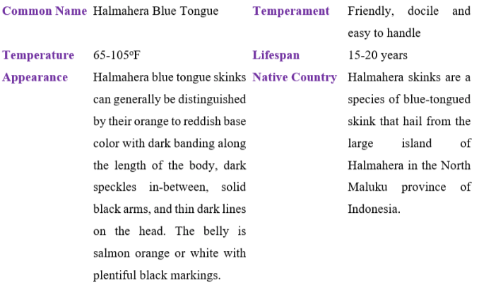 halmahera blue tongue table
