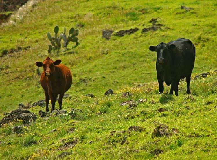 hawaiian-wild-cattle