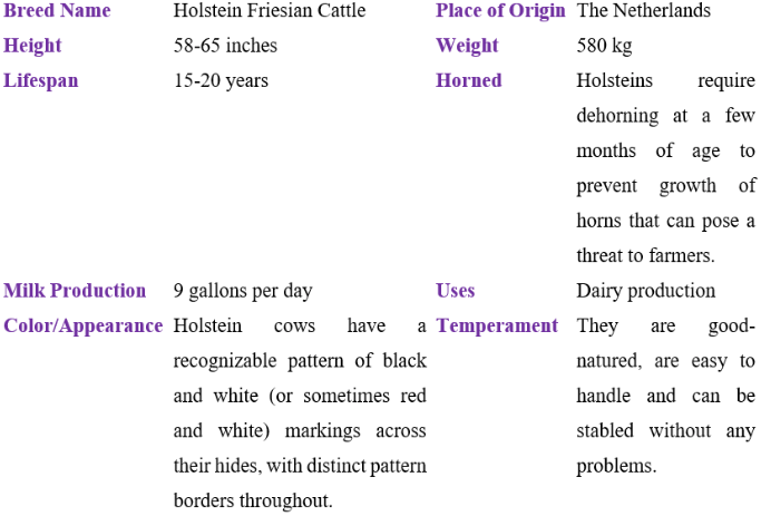 holstein friesian cattle table
