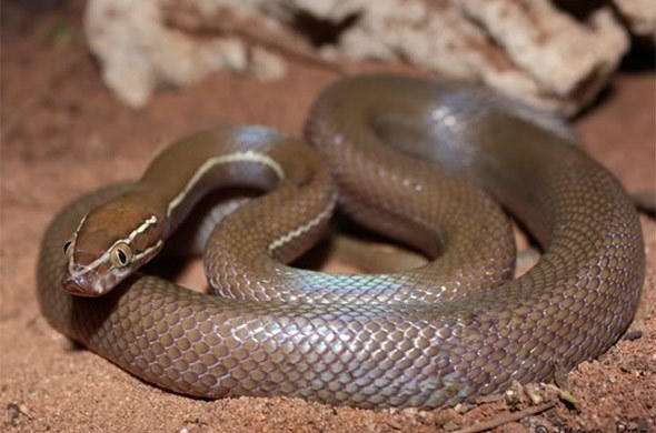 house snake