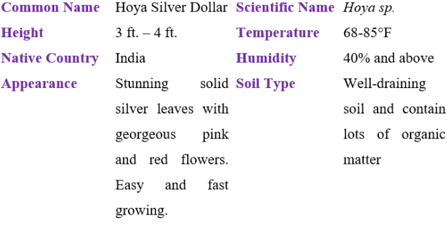 hoya silver dollar table