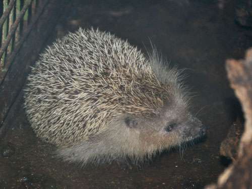 hugh's hedgehog