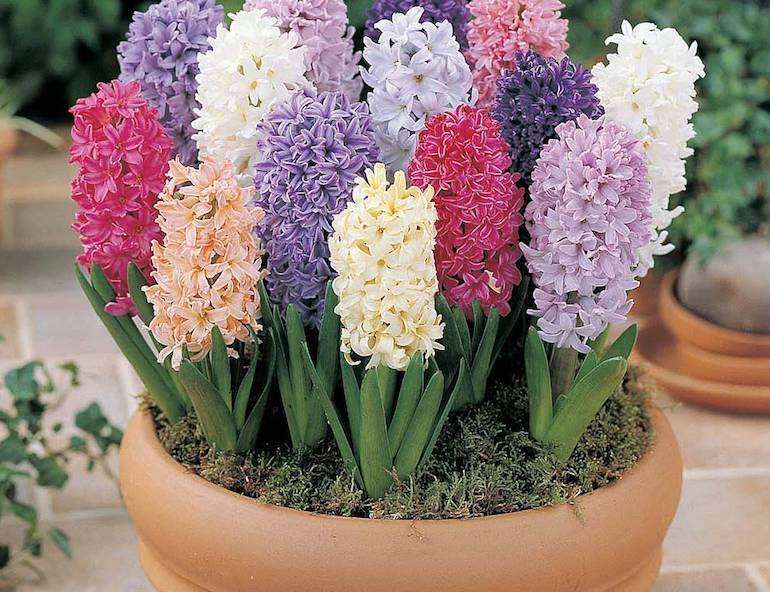 hyacinth-