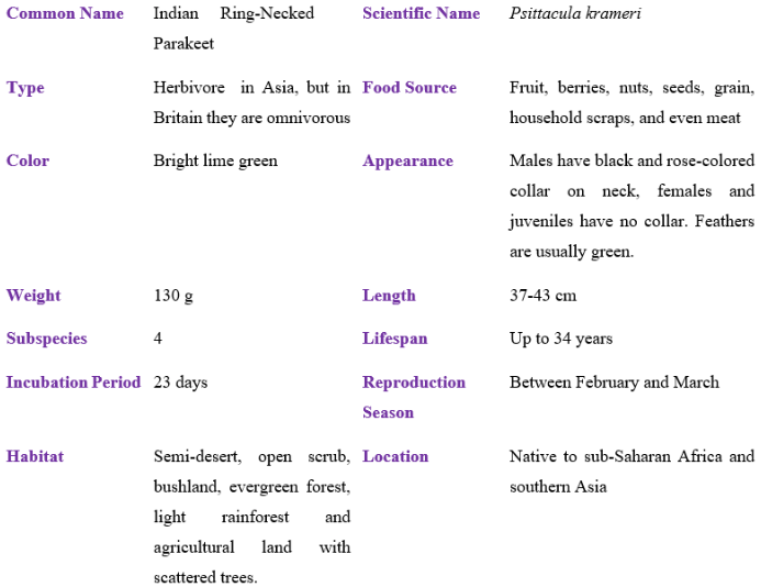 indian ring-necked parakeet table