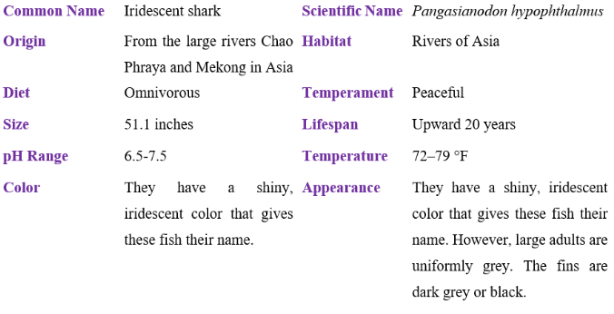 iridescent shark table