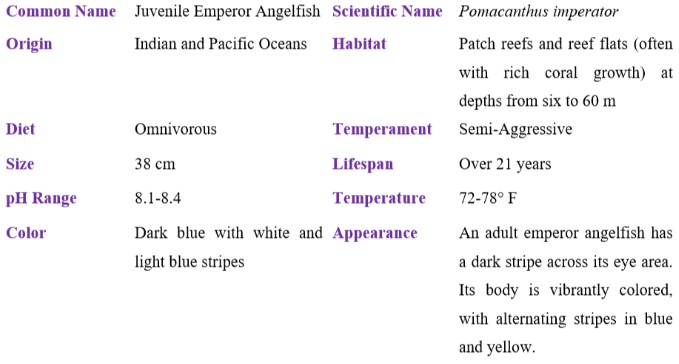 juvenile emperor angelfish table