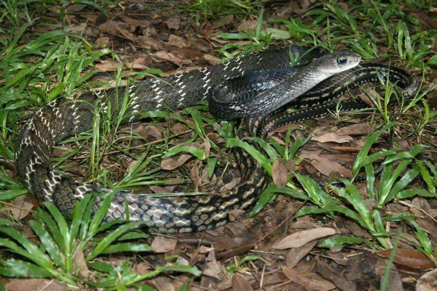 keeled-rat snake