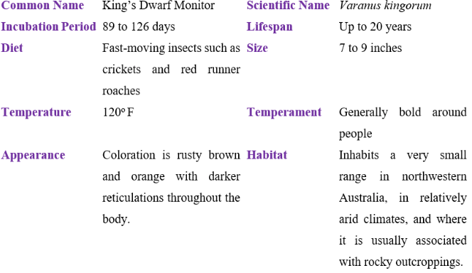 king's dwarf monitor table
