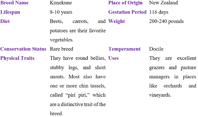 kunekune table