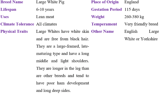 large white pig table