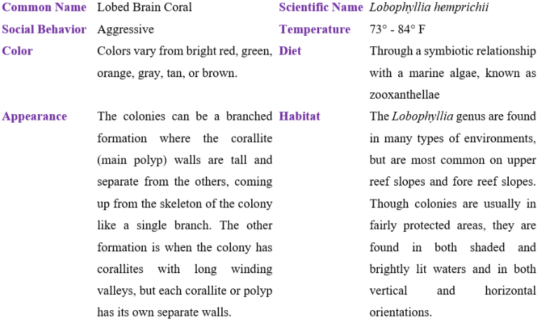 lobed brain coral table