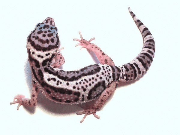 mack-snow-leopard-gecko