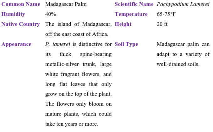 madagascar palm table