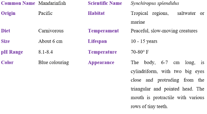 mandarinfish table