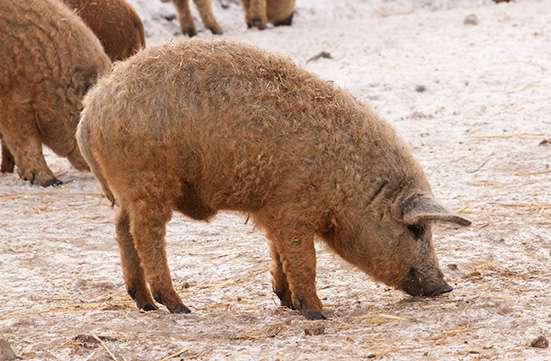 mangalica-3