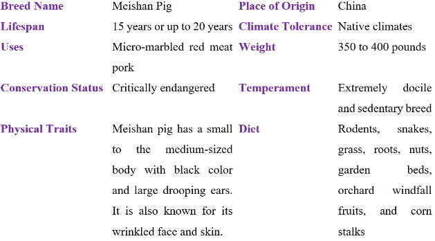 meishan pig table