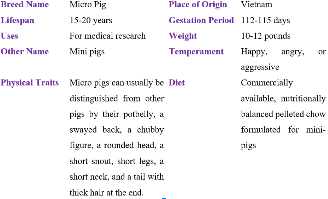 micro pig table