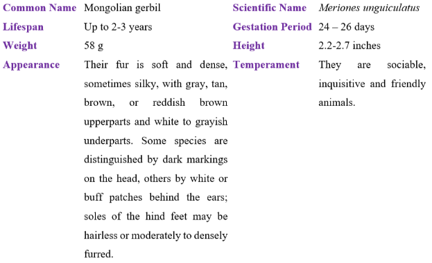 mongolian gerbil table