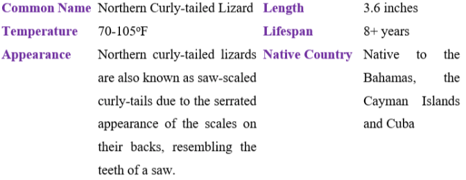 northern curly-tailed lizard table