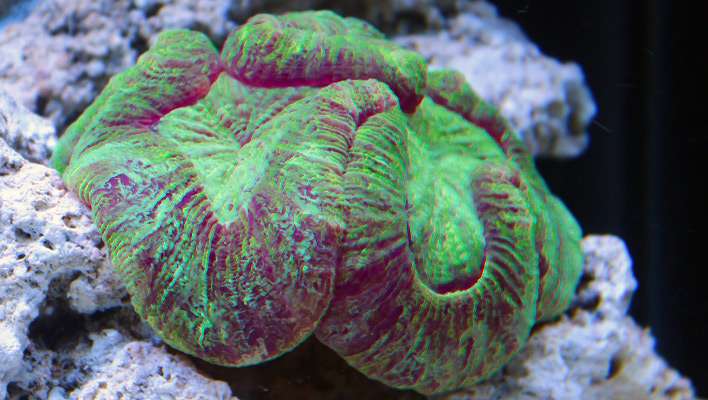 open-brain-coral2