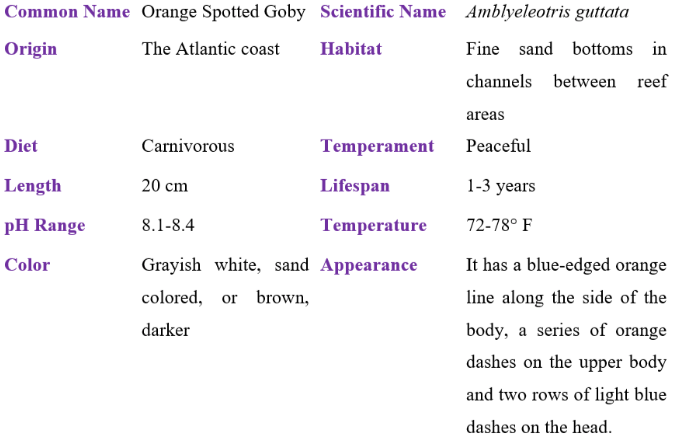 orange spotted goby table