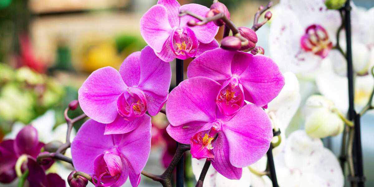 orchids-