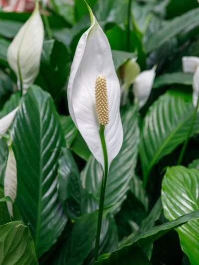 peace-lily-1-400x533