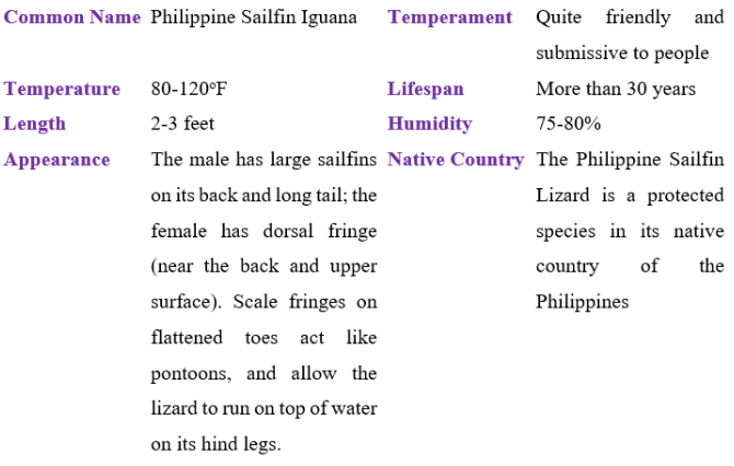 philippine sailfin iguana table