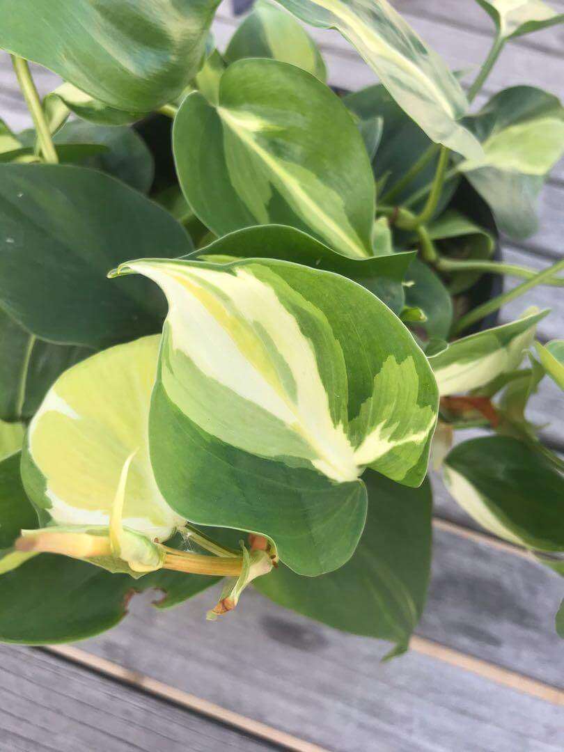 philodendron_gabby