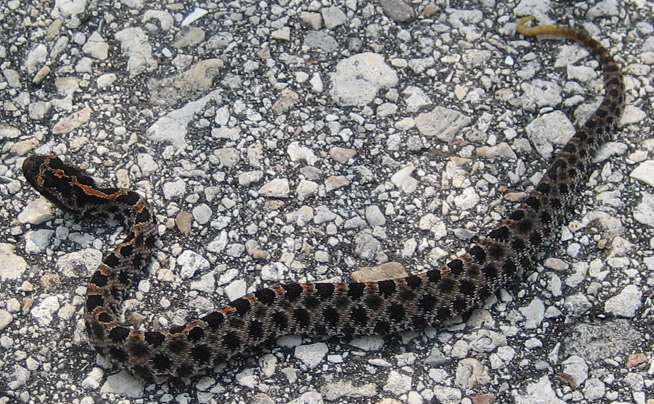 pigmyrattlesnake