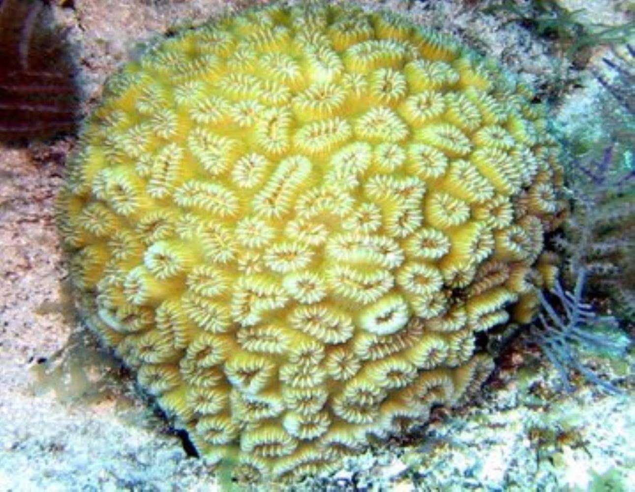 pineapple-coral